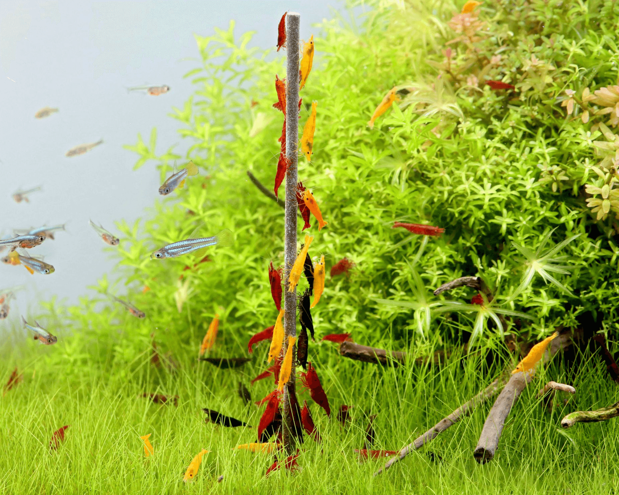 Neocaridina Shrimp: A Guide to Colorful Freshwater Invertebrates